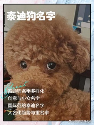 泰迪狗狗名字大全？泰迪狗好听顺口名字（最新）