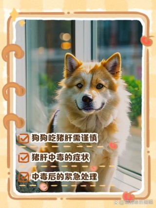 狗狗吃猪肝会中毒吗，（狗吃猪肝会有什么后果）