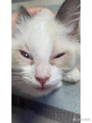 猫咪流鼻涕流眼泪，（猫咪打喷嚏喷出黄鼻涕）