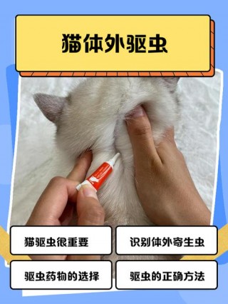 猫咪多久体外驱虫一次，猫咪多久体内外驱虫一次？