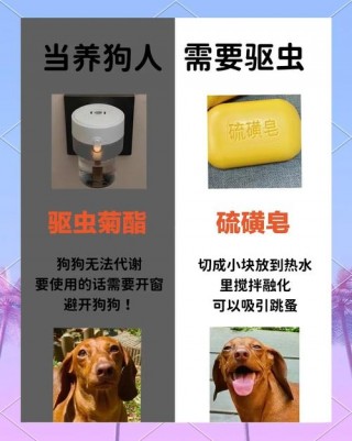 狗狗吃蚊香怎么办？狗狗吃蚊香有没有伤害（最新）