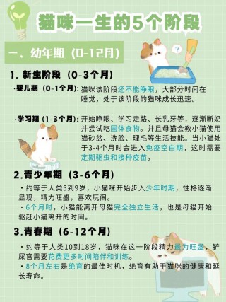 猫咪寿命有多长，（猫咪寿命多少年）