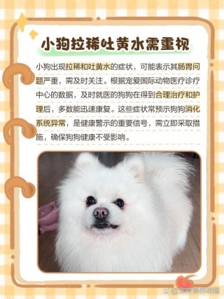 狗狗拉黄屎是怎么回事？狗狗拉特别黄的屎（最新）