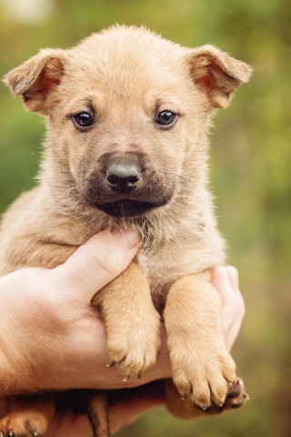 狗狗能吃大蒜吗，狗狗能不能吃大蒜头？