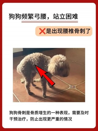 狗狗弓腰后腿无力原因，狗狗弓腰是哪里疼？