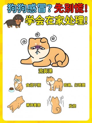 狗狗感冒了可以吹空调吗？狗狗感冒能开窗户吗（最新）