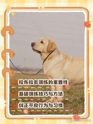 怎么训练狗狗叫一声，如何训练狗狗叫几声？