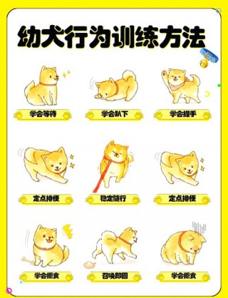 如何训练狗狗趴下？怎样训练狗趴下?（最新）