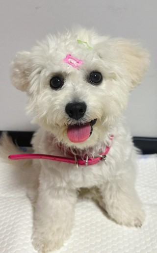 狗狗能吃蔓越莓干吗，小狗可以吃蔓越莓干么？