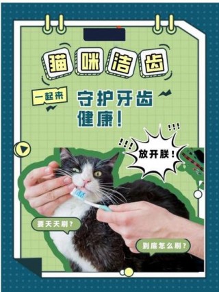 猫咪刷牙多久一次？猫咪刷牙多久一次比较好（最新）