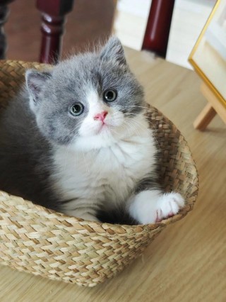 养什么猫咪比较好？养啥猫比较好（最新）