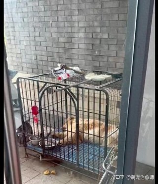 狗狗关笼子里一直叫咋办？狗狗关笼子里就叫怎么办（最新）