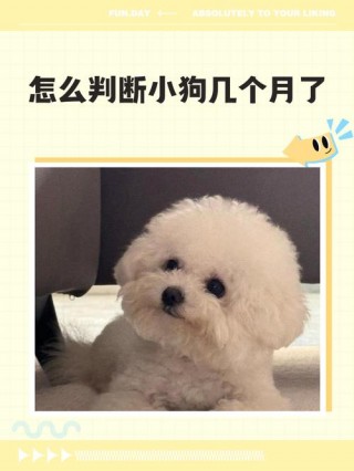 狗狗成犬是几个月，狗狗成犬是几个月出生？