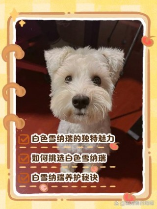 雪白的狗狗是什么品种？雪白的宠物狗（最新）