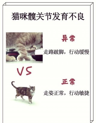 猫咪髋关节发育不良，猫咪髋关节发育不良大多犯病？