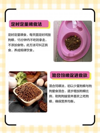 狗狗换狗粮不吃怎么办，狗狗宁愿饿着不吃狗粮？