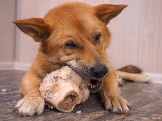 狗狗能吃生姜吗？宠物狗能吃生姜吗（最新）