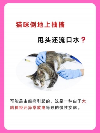 猫咪抽搐流口水，（猫咪抽搐流口水怎么办）