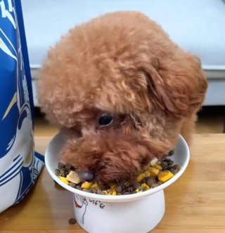 狗狗吃了奥利奥饼干怎么办，狗狗误食了奥利奥饼干怎么办？