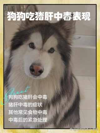 猪肝狗狗可以吃吗？狗狗最忌三种肉（最新）