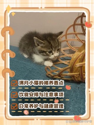 满月的小猫咪怎么喂养，1个月小猫一天喂几次？