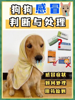 狗狗感冒能自愈吗，怎么判断狗狗感冒发烧？