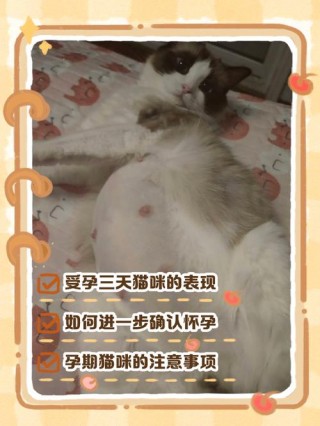 猫咪受孕成功三天的表现？猫咪一天能配上吗（最新）