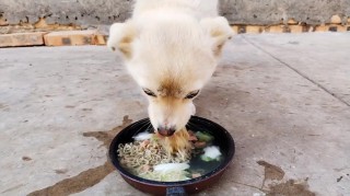 狗狗能吃荞麦面吗？狗能不能吃荞麦面条（最新）