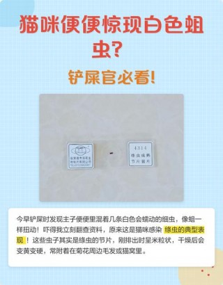 猫咪绦虫会传染人吗？猫绦虫能传染给人么（最新）