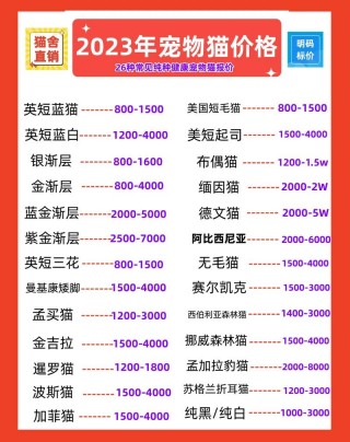 宠物店猫咪多少钱一只，（宠物店小猫多少钱一只）