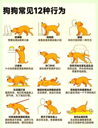 怎么帮助狗狗配种，怎么帮狗狗配狗？