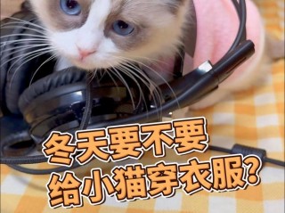 冬天猫咪怕冷吗，（冬天猫怕不怕冷）