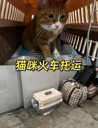 火车可以托运猫咪吗？火车能不能托运猫咪（最新）