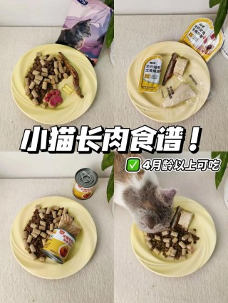 猫咪吃什么会胖，猫猫变瘦了是什么原因？