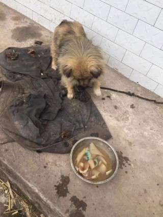 狗狗可以吃猪皮吗，宠物狗能不能吃猪皮？