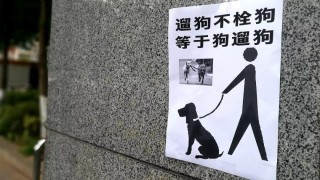 狗狗发情怎么解决，狗狗发情期需要怎么处理？