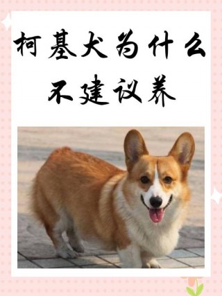 狗狗可以喝益力多吗？狗狗喝益力多有什么用（最新）