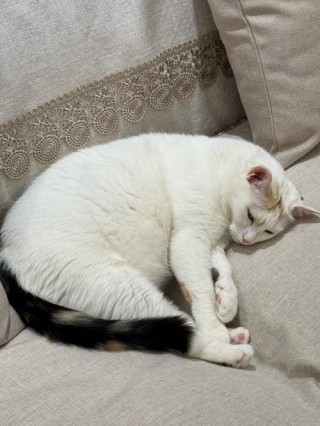 猫咪三岁等于人多少岁？猫三岁等于人的多少岁（最新）