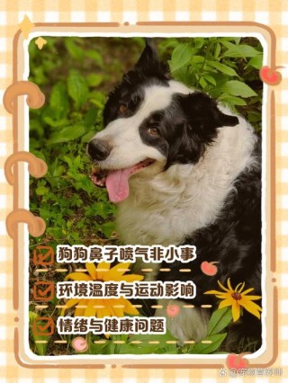 狗狗鼻子喷水怎么回事？狗狗鼻子老是喷水珠（最新）