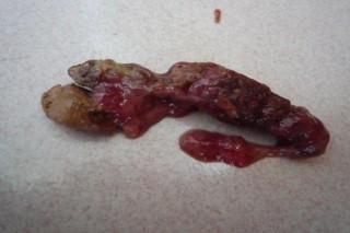 狗狗腹水怎么引起的，（狗狗腹水是什么症状）