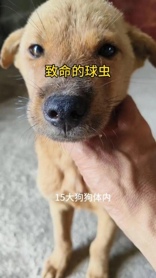狗狗球虫病吃什么药，狗狗球虫吃什么药好得快？