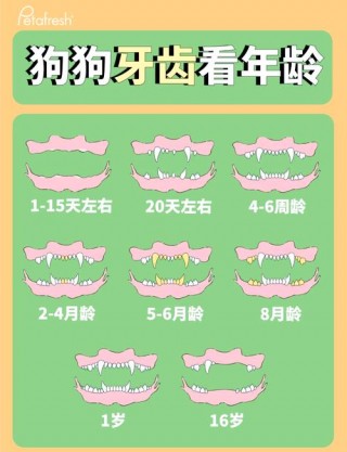 狗狗多大开始长牙？狗狗多大长牙结石正常（最新）