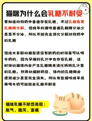 猫咪不能喝牛奶，小猫能喝豆奶吗？