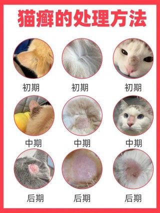 猫咪得了猫癣能洗澡吗，（猫得猫癣还能洗澡吗）