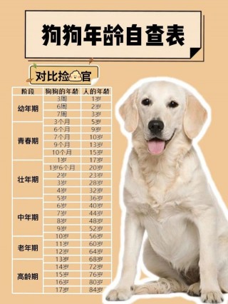 怎么辨别狗狗的年龄，（怎么辨别狗狗的年龄多大）