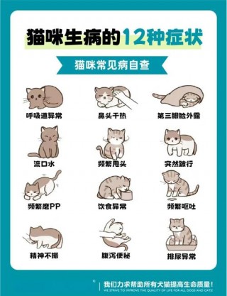 怎么判断猫咪发烧，（猫发烧摸哪里才知道）