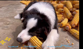 狗狗吃玉米棒会怎么样，（狗狗吃玉米把玉米棒子吃了,要紧不）