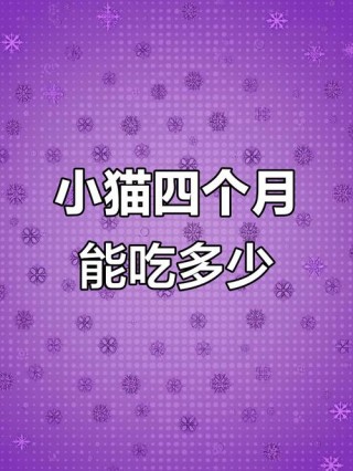 四个月猫咪一天吃多少，四个月猫咪一天吃多少克猫粮？