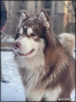 狗狗冬天会冷吗，（狗狗冬天会冷吗,需要睡垫子吗）