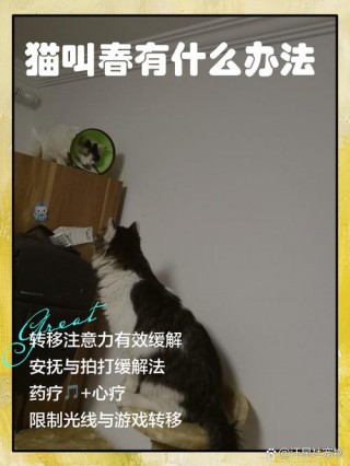 猫咪叫春怎么办？猫咪叫春一直叫怎么办（最新）